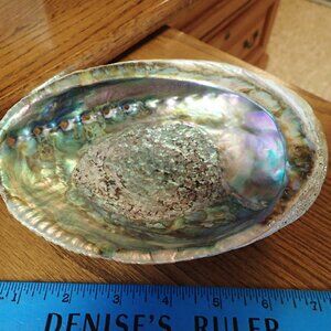 Polished Abalone Shell